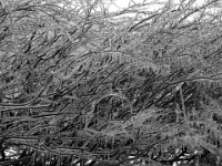 38063CrBwLe - Aftermath of the Ice Storm (Death of a Maple)   Each New Day A Miracle  [  Understanding the Bible   |   Poetry   |   Story  ]- by Pete Rhebergen
